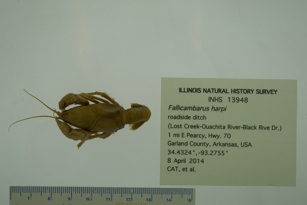 Fallicambarus image